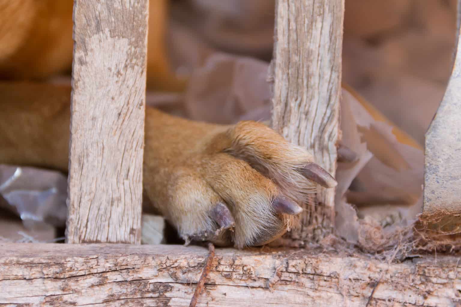 Vista and San Diego Animal Abuse Defense Attorney 1 A dog's paw, it may be a victim of animal abuse