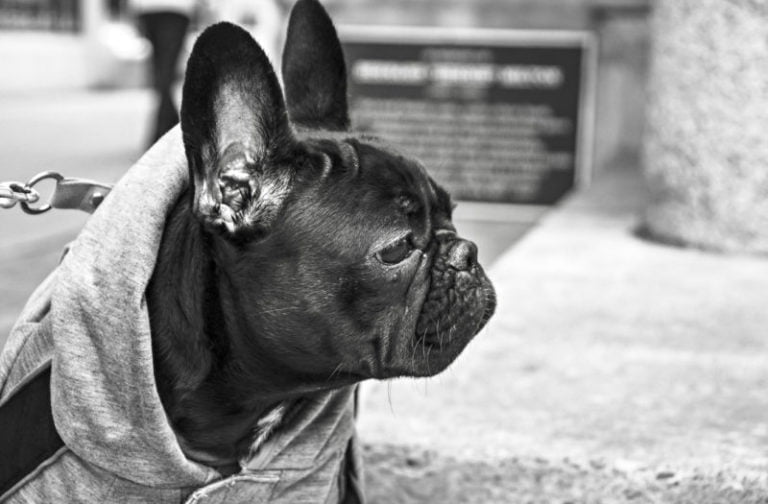 What Happens to Your Dog When You Get Arrested?