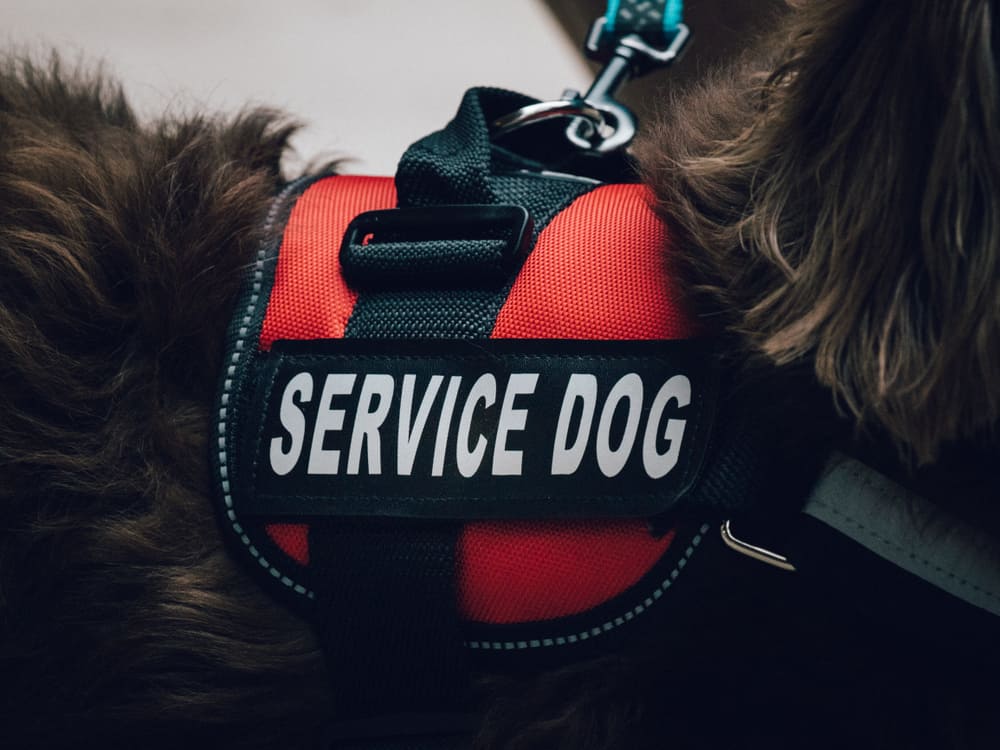 Service Animal Fraud in California 1 a service dog vest to illustrate service animal fraud in california