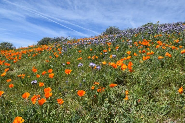 is picking california poppies or fruit from public trees legal?