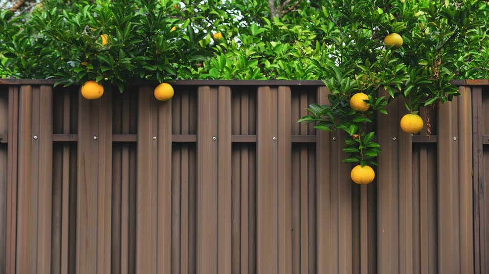 Laws About Picking Fruit from Public Trees 1 is picking fruit from public trees legal?