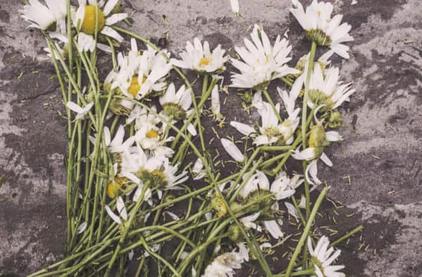 How Plants Can "Testify" In Criminal Investigations and Trials 1 Could these white flowers help solve a crime?