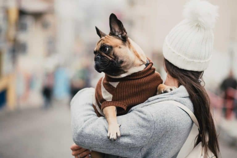 dognapping laws in california