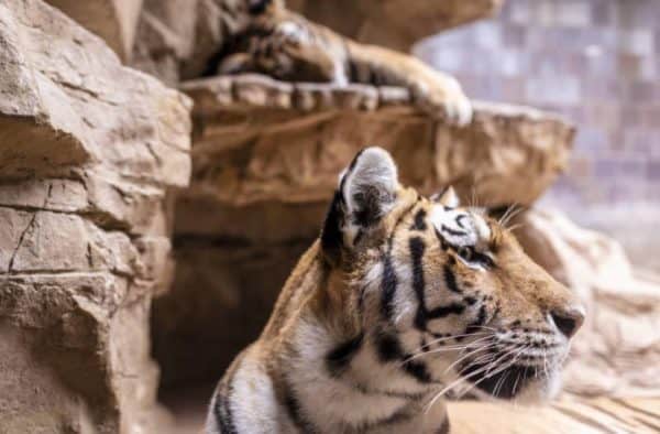 Exotic Animals That Are Illegal to Have as Pets in California 1 exotic pets are a illegal in California