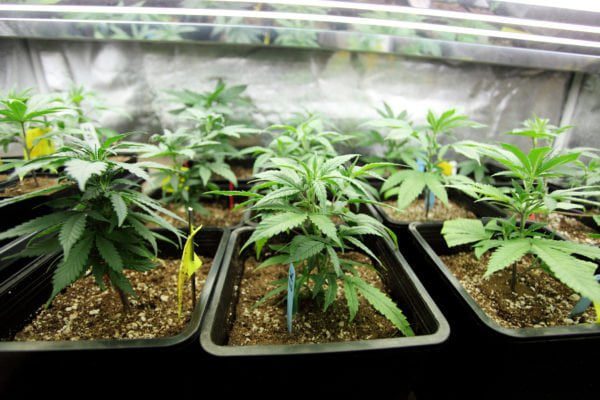 Plantas de mariguana
