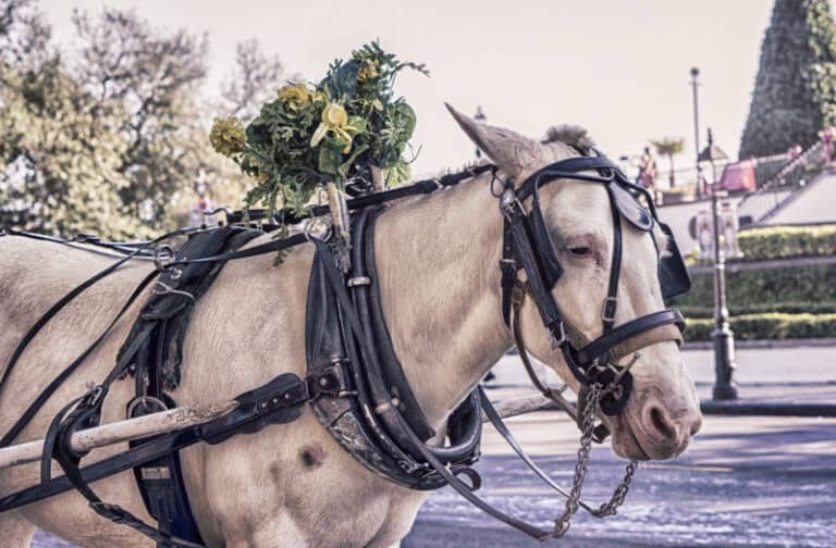 riding a horse under the influence