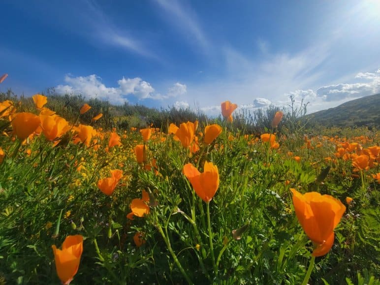 It IS Legal to Pick California Poppies 1 is it illegal to pick california poppies